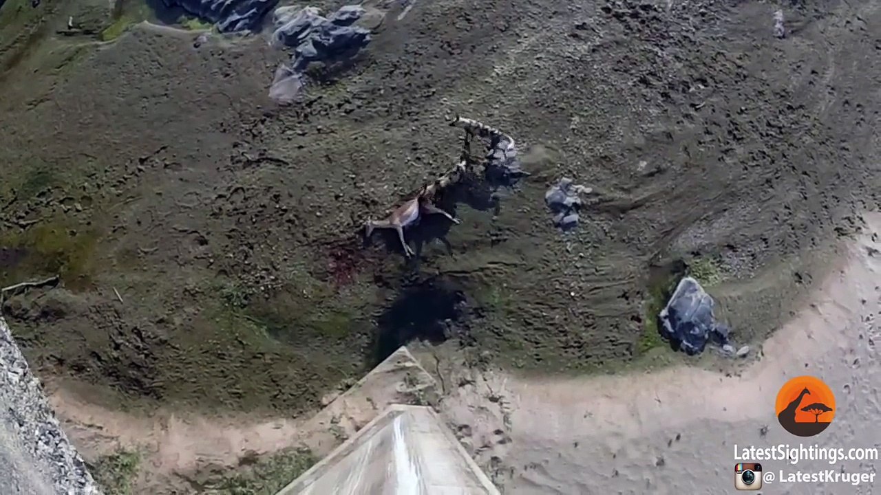 Nile Crocodile Steals Wild Dog's Kill - Latest Wildlife Sightings