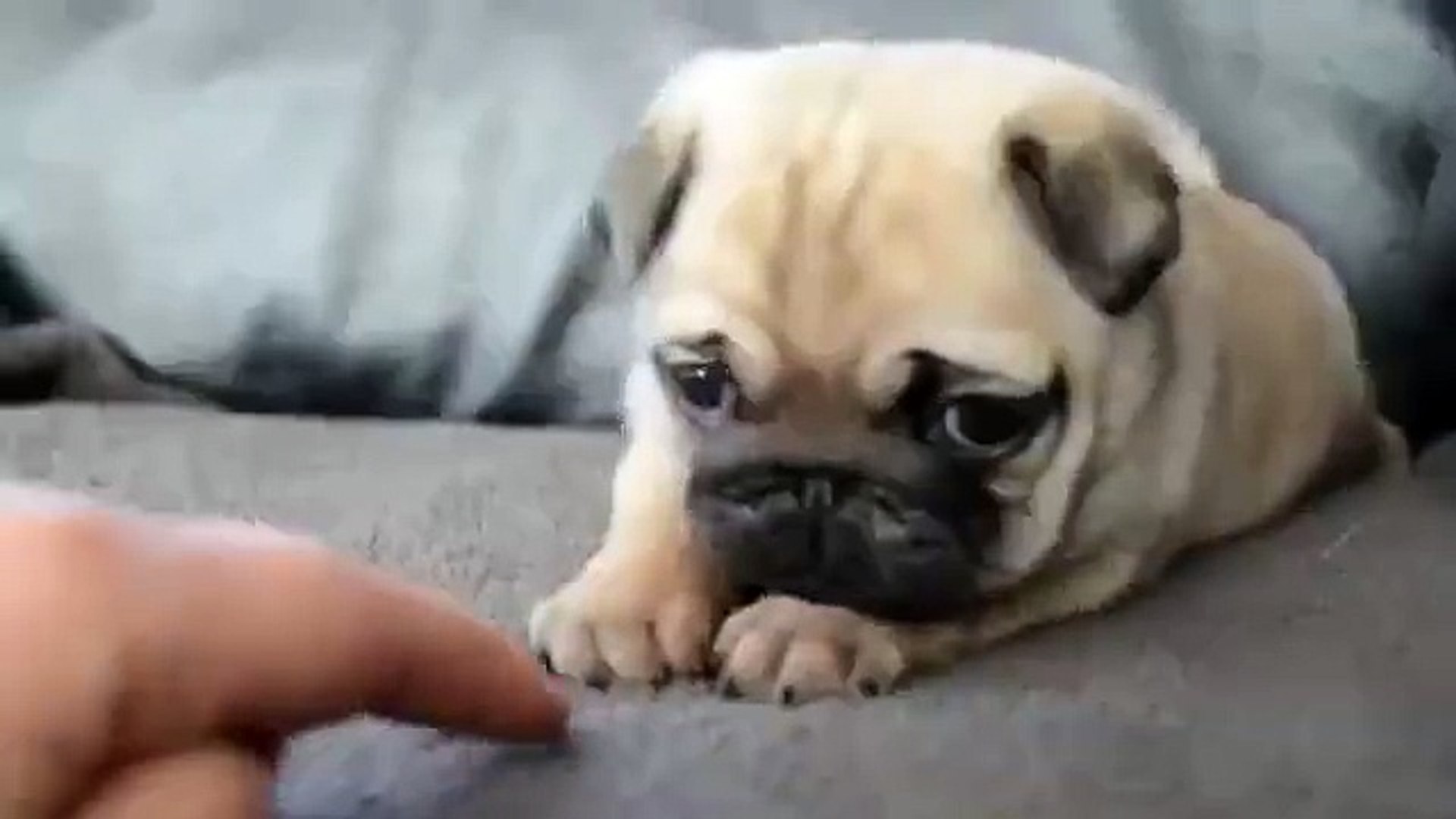 Gemes Banget Liat Anak Anjing Ini Bermain Main Sama Jari Video