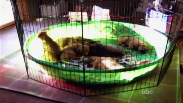 ☺ AFV Part 8 (NEW!) - America's Funniest Home Videos (2012) _ OrangeCabinet