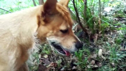Dog totally confused by tortoise