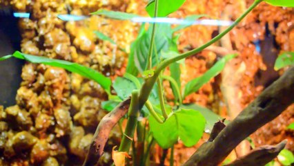 TBILISI ZOO TERRARIUM (Ahaetulla prasina) - ТБИЛИССИЙ ЗООПАРК  ТЕРРАРИУМ