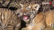 Le Parc des félins : découvrez les nouveaux bébés tigres et le lionceau