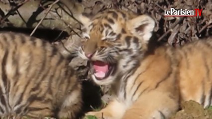 Le Parc des félins : découvrez les nouveaux bébés tigres et le lionceau