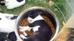 Puppies That Can Sleep Anywhere | Dog photos 2016