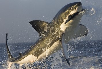 Shark Hunting with Primitive method