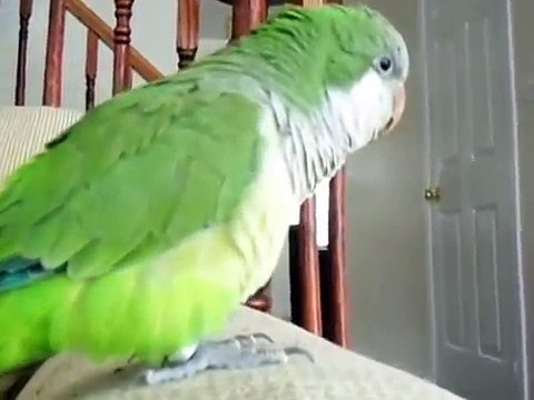 Смешной зеленый попугай учится