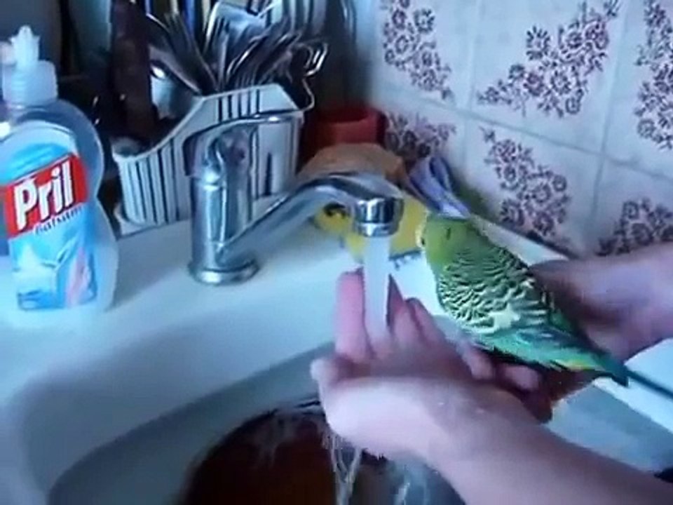 Попугай моет свое тело под струей !
