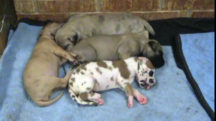 Puppy Comforts Puppy