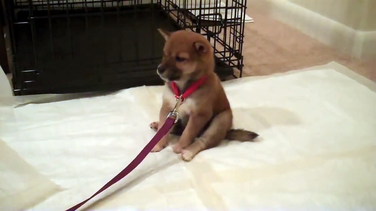 Shiba Inu 7 week old puppy falling asleep- Keiko
