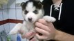 siberian husky puppy first bath - 1st bath cute and funny