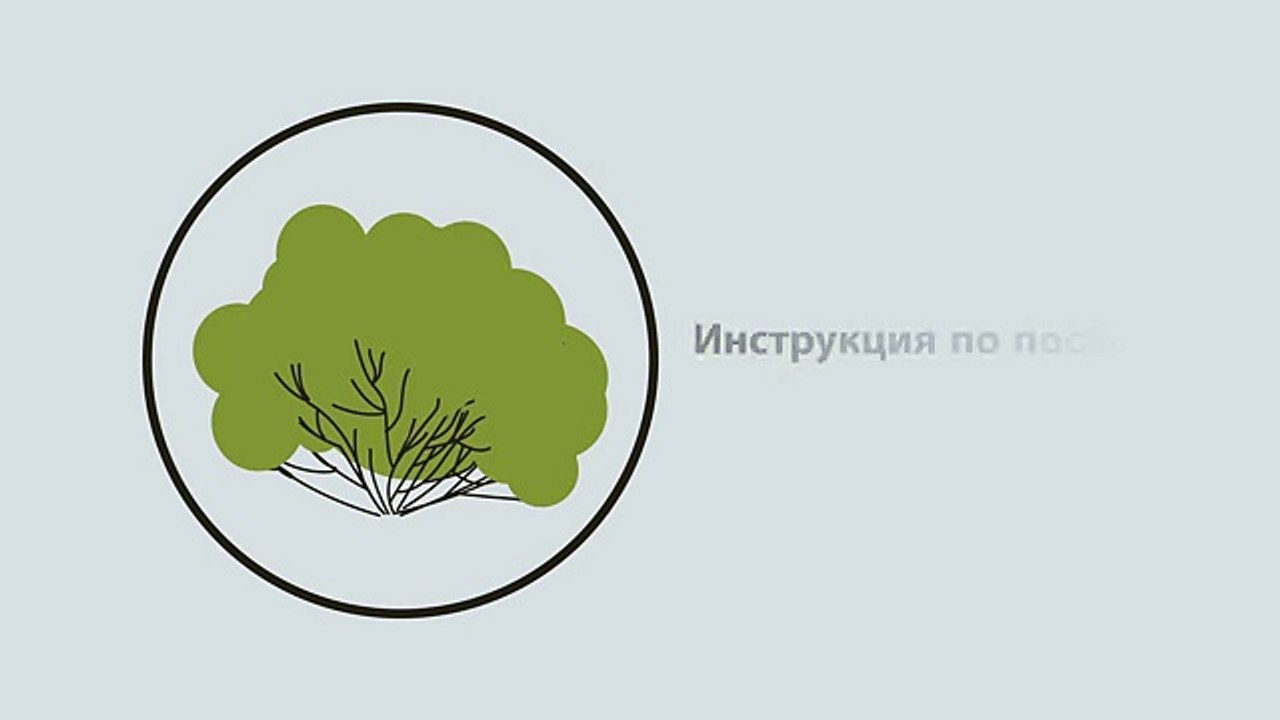 Бадан сердцелистный. Инструкция по посадке. СадСвоимиРуками