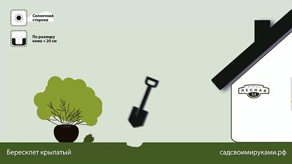 Бересклет крылатый. Инструкция по посадке. СадСвоимиРуками