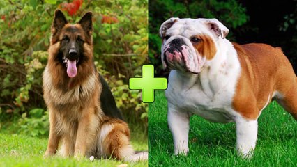 crossbreeding dogs