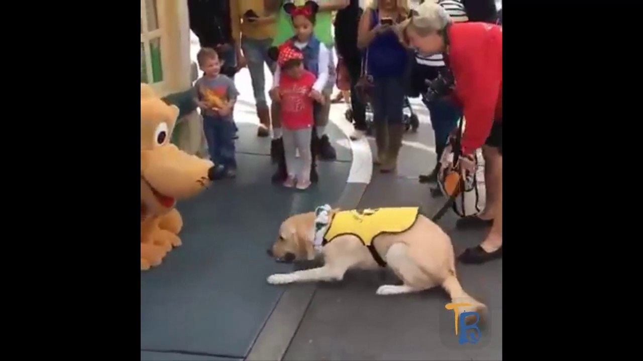 Découvrez la réaction de ce chien quand il est tombé sur Pluto à Disneyland