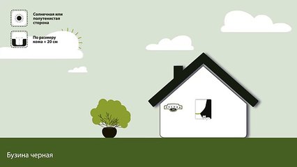 Бузина черная. Инструкция по посадке. СадСвоимиРуками