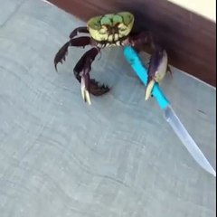 عقرب باندي و مجرم خطير هاهاهاهاها