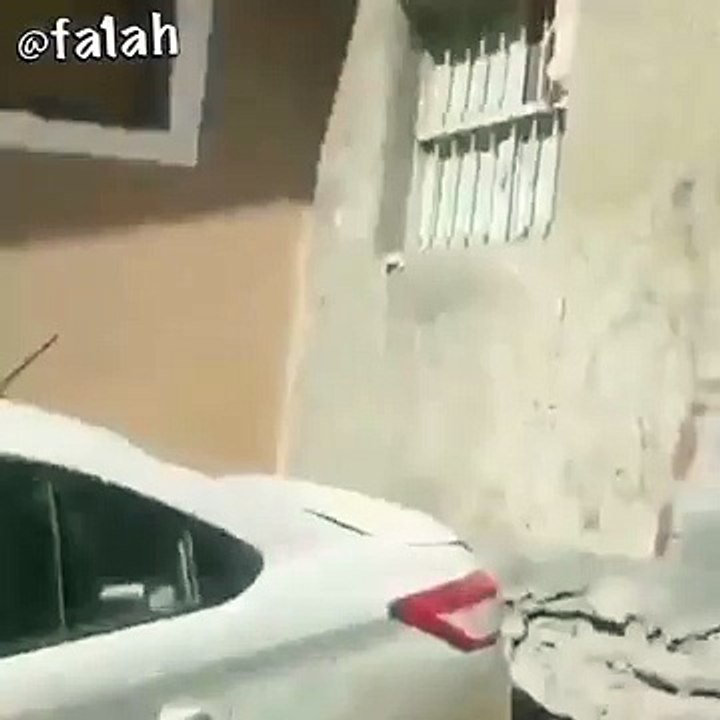 Funny Cat 2016