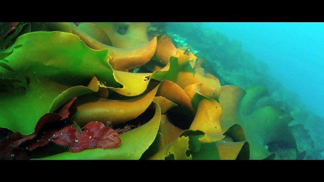 Around The World - the Antarctic ice (Вокруг Света -Льды Антарктики)