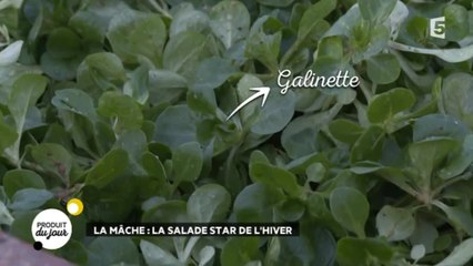 La mâche : la salade star de l'hiver