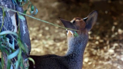 დიკ-დიკი-Kirk's dik-dik