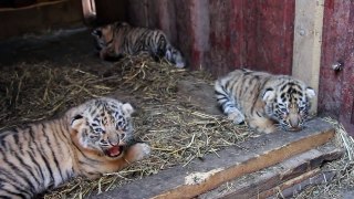 ვეფხვის 3 უსაყვარლესი ბოკვერი თბილისის ზოოპარკში - 3 lovely tiger cubs in Tbilisi Zoo