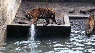 ვეფხვის ბოკვრები შხაპს იღებენ - Tiger cubs having shower
