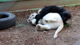 თეთრი ლომის ბოკვერი შუმბა შავ პუდელს ეთამაშება-White lion cub Shumba playing with a black poodle
