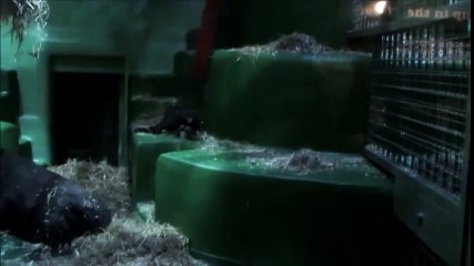 პატარა გორილა, ინდიგო- Little Indigo having fun