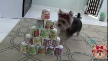 Amazing Cute Dog Tricks with Tiny Dog Misa Minnie -