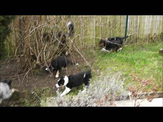 chiots HeavenXSkipper 7 semaines et demi