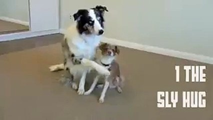 5 Jenis Pelukan yang Bisa Anjing Berikan