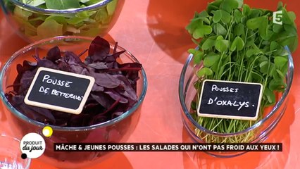 Mâches et jeunes pousses : les salades qui n'ont pas froid aux yeux !