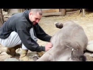 ტაპირი ტაპი-ტუპი, რომელსაც ძალიან უყვარს დაფხანა - A tapir Tapi-tupi adores to be scratched