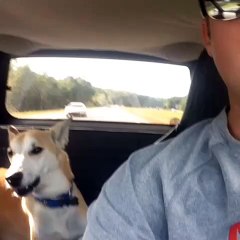 Anjing ini ikut-ikutan teriak kayak pemiliknya