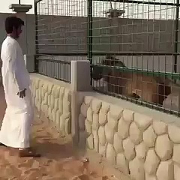 Pas Singanya di Dalam Kandang Aja Berani, Pas Udah Ketemu Nangis Deh