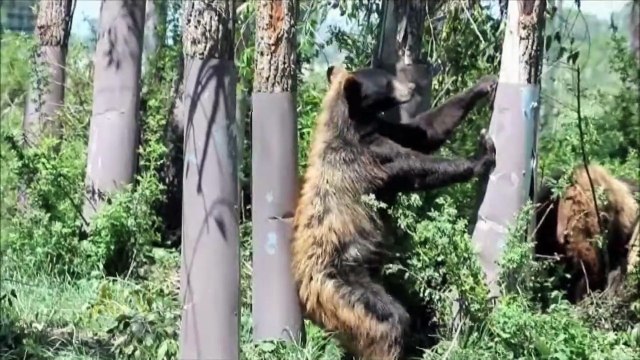 Des animaux qui se grattent par tout les moyens. Compilation hilarante