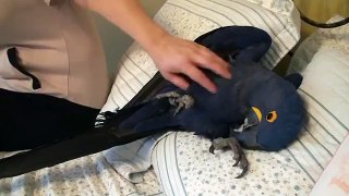 Синий попугай ара любит массаж!