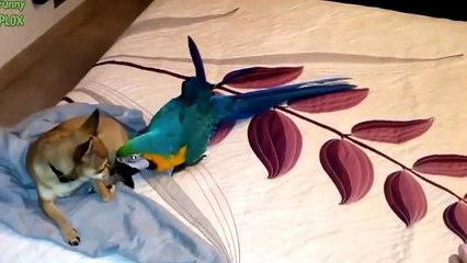 Собаки и попугаи Смешная подборка!