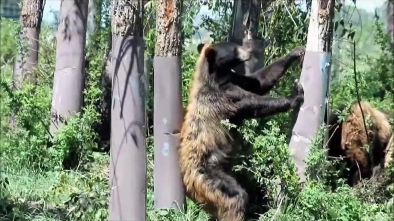 Itchy Animals Need a Scratch