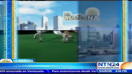 Este perro fue el ganador del segundo torneo canino más importante en los Estados Unidos