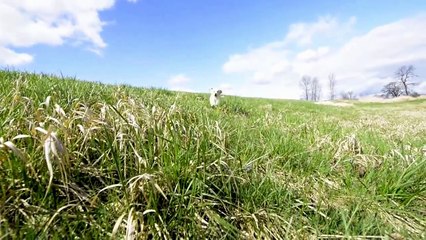 Labrador Retriever : Dog Funny Video YouTube