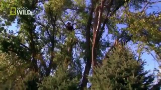 American Bald Eagle Hunting Attack [Nature Wildlife Documentary]
