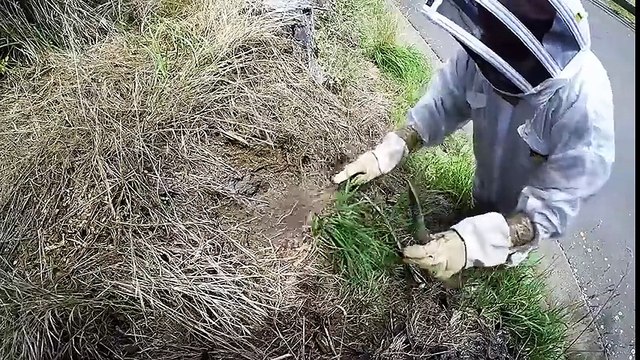 Il s'attaque au plus gros nid de guêpes du monde