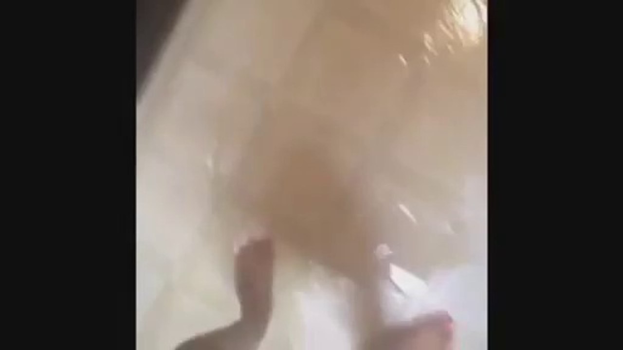 Amazing VINES Compilation