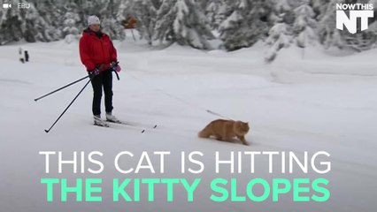 Jesper The Cat Likes To Ski