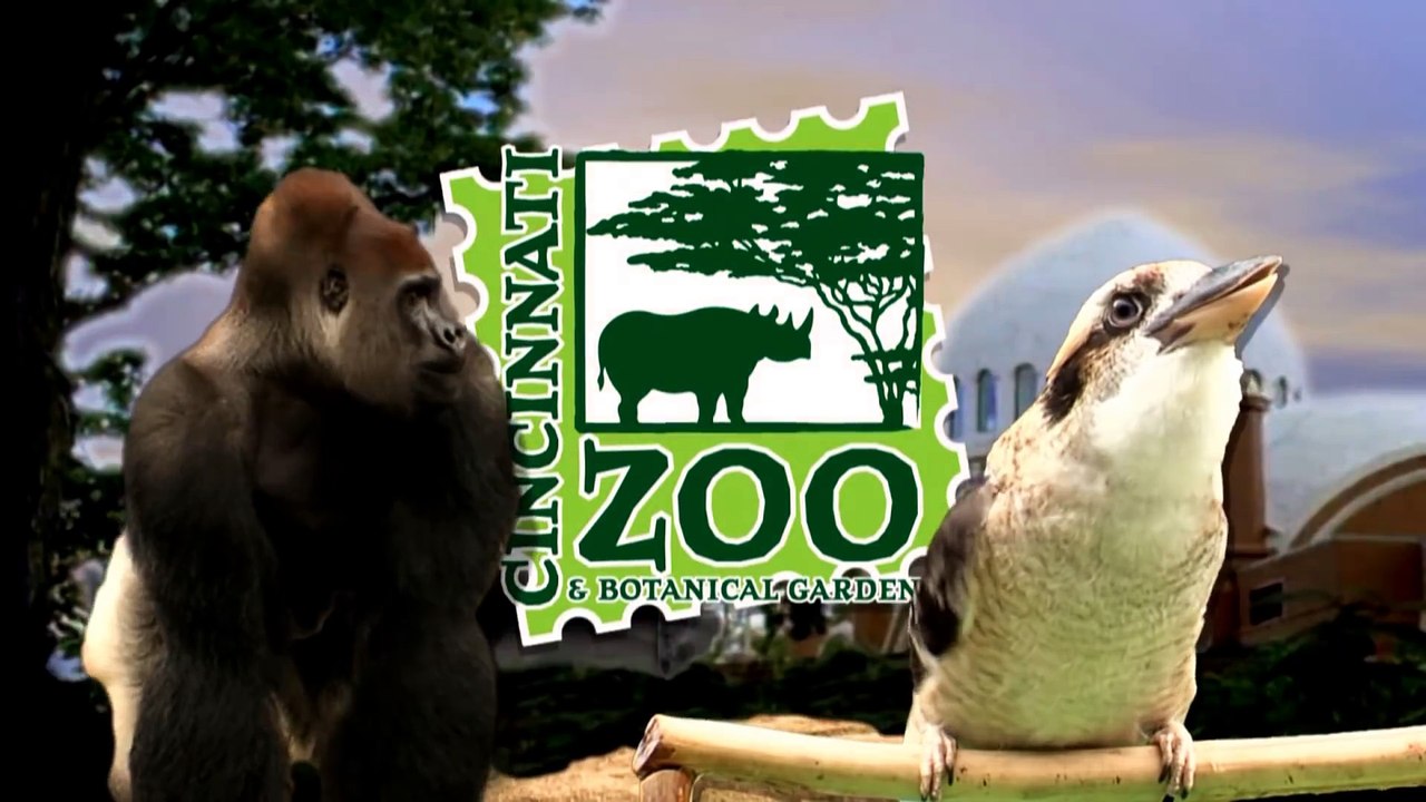 Des pandas rouges s'amusent dans la neige