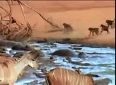 Timsah maymunun kafasını kaparsa ) komik videolar hayvanlar alemi