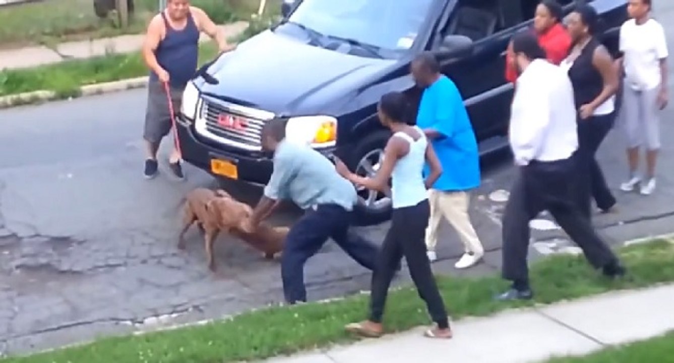 Etats-Unis : un pitbull attaque un autre pitbull à la gorge