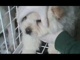 Trani - Cuccioli stipati in un furgone proveniente dall'Ungheria (17.02.16)