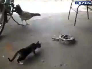 SNAKE,CAT AND HEN SEE WHAT HAPPENED?